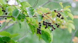 Chokecherry Festival : Event Image