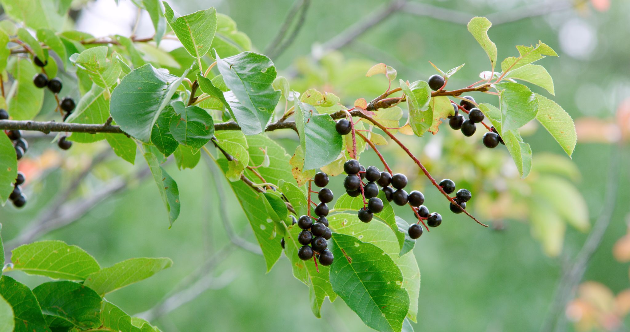 Chokecherry Festival : Event Image